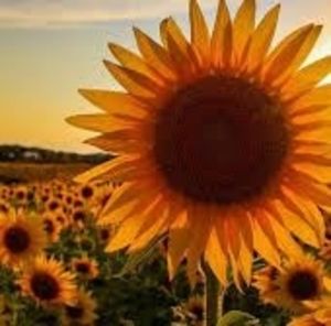 Meet your Posher, Cheryl